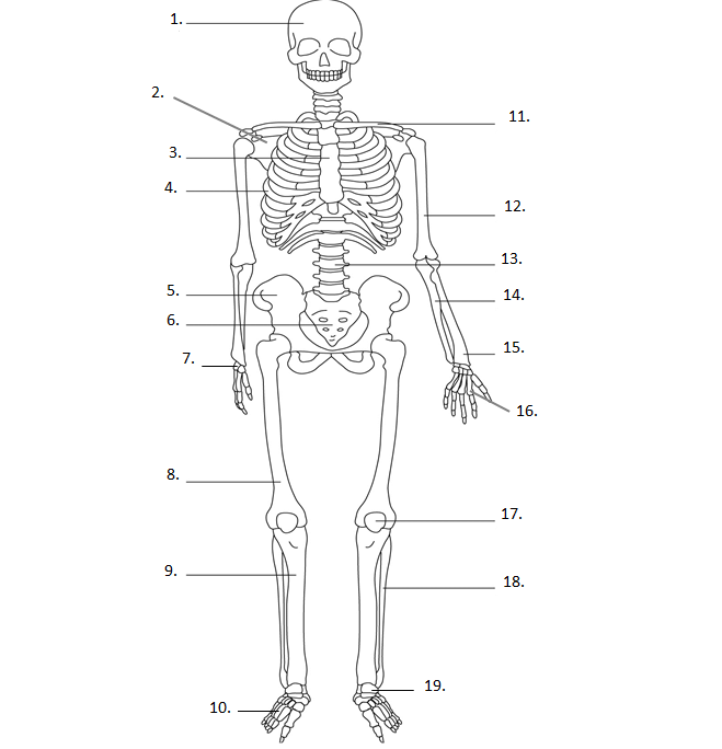 Btec Level 2 Sport Skeletal System